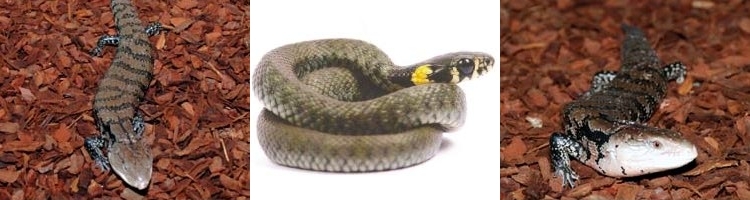 Reptile & Snake Bark Substrates for Veberium Bedding and Tank Decoration from Melcourt